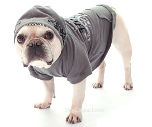 Dog in hoodie